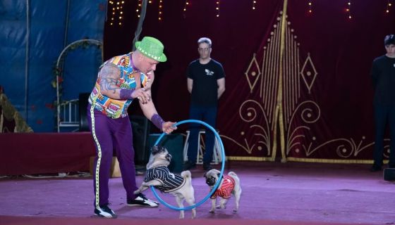 Цирк-шапито «Феникс». Шоу «Восточная сказка», Сызрань