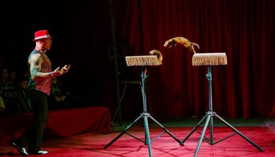 Цирк-шапито «Феникс». Шоу «Восточная сказка», Сызрань