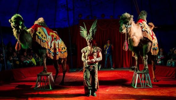 Цирк-шапито «Феникс». Шоу «Восточная сказка», Сызрань