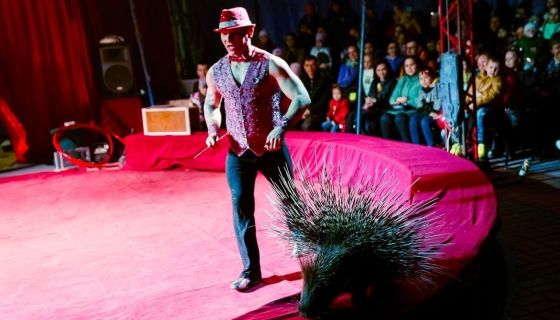 Цирк-шапито «Феникс». Шоу «Восточная сказка», Сызрань