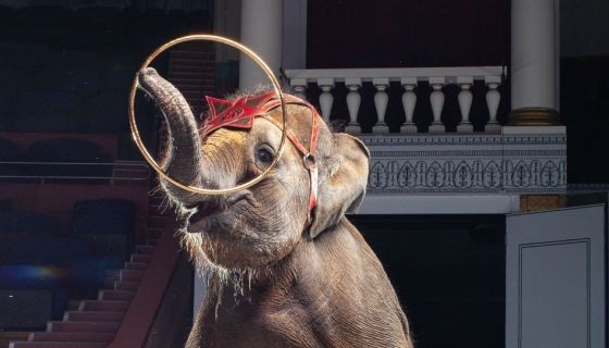 Цирк «Девочка и слон»