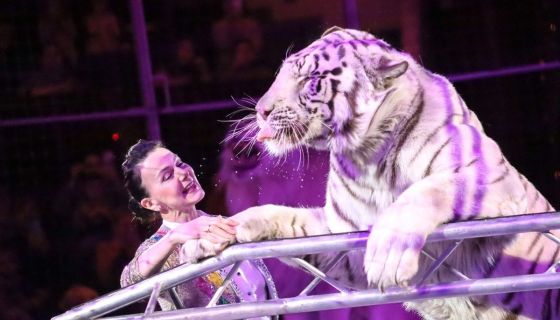 Цирк «Жираф шоу»