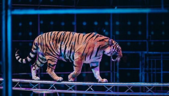 Цирк «Жираф шоу»