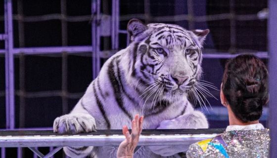 Цирк «Жираф шоу»